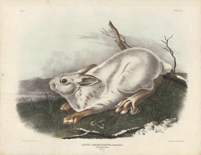 Original Imperial Northern Hare - Winter, plate 12