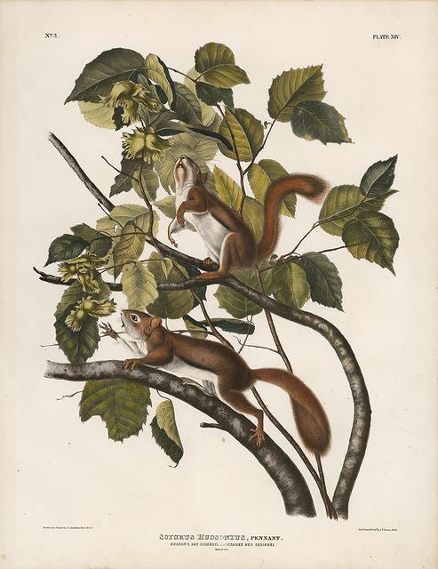 Original Imperial Hudson's Bay Squirrel, plate 14