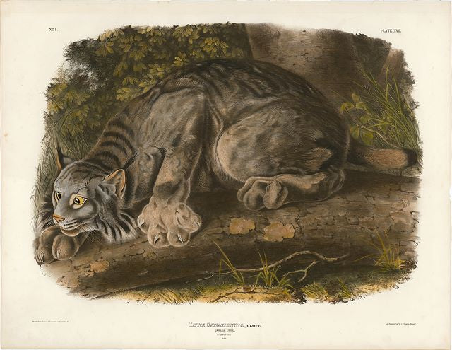 Audubon original Canada Lynx, plate 13
