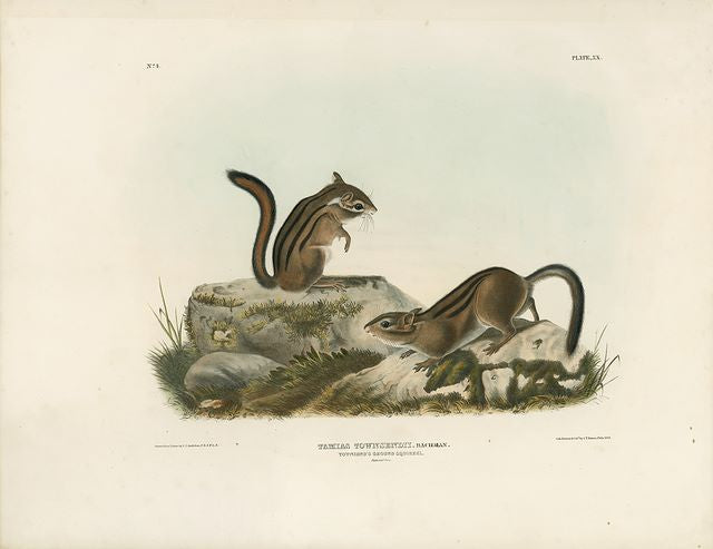 Original Imperial Townsend's Ground Squirrel, plate 20