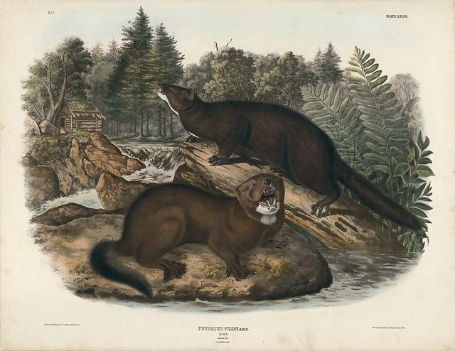 Audubon original Imperial Mink, plate 33