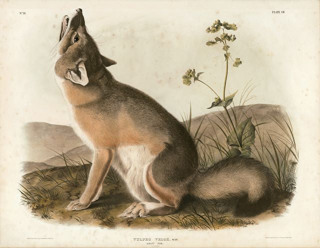 Original Imperial Swift Fox, plate 52