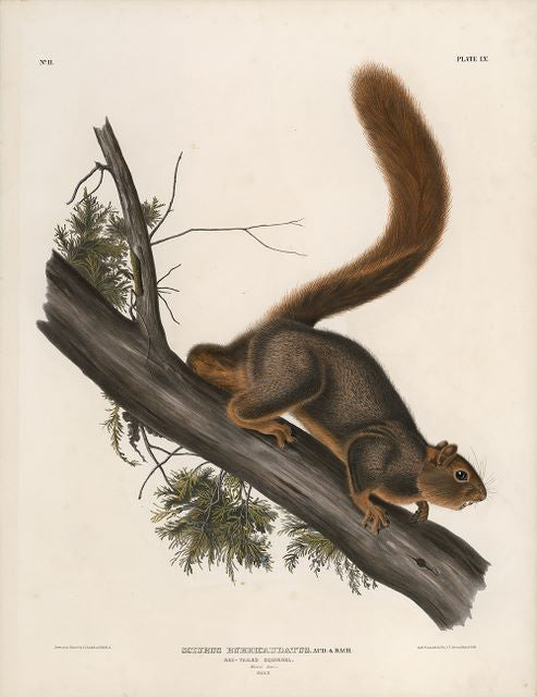 Original Imperial Red-tailed Squirrel, plate 55
