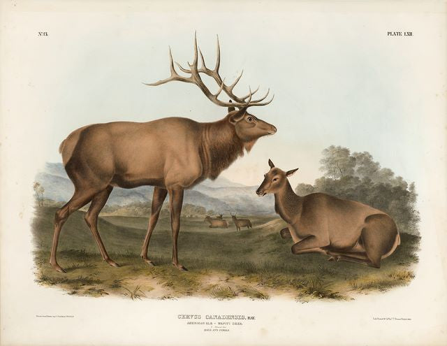 Original Imperial American Elk - Wapati Deer, plate 62