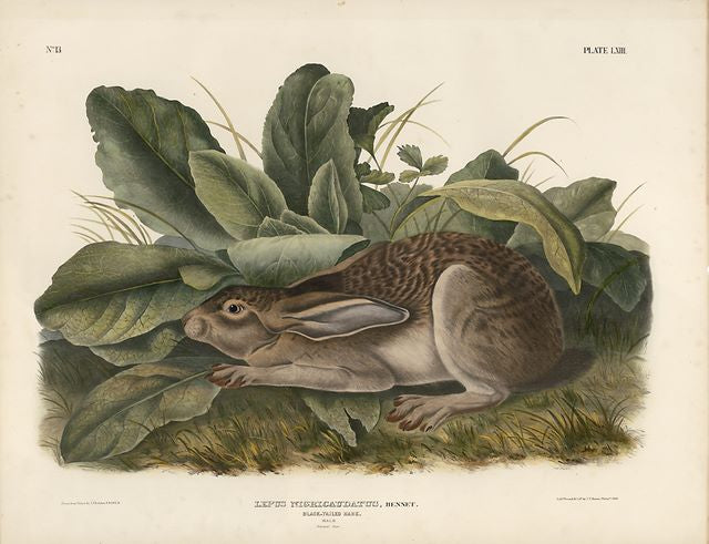 Original Imperial Black-tailed Hare, plate 63