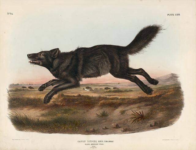 Original Imperial Black American Wolf, plate 67