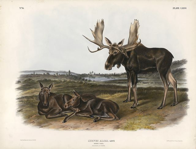 Original Imperial Moose Deer, plate 76