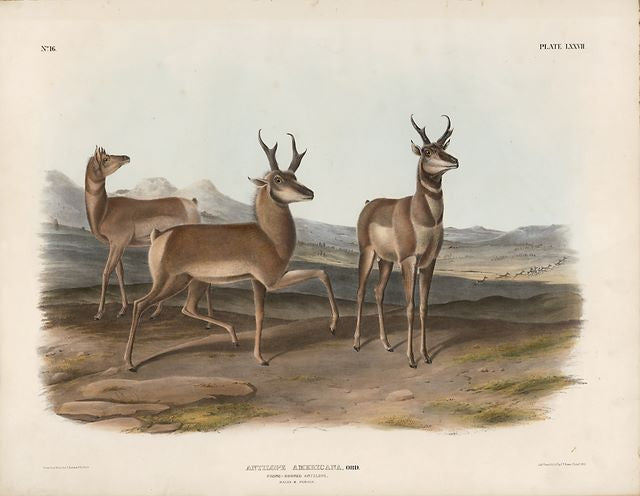 Original Imperial Prong-horned Antelope, plate 77