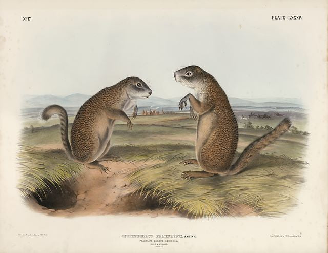 Original Imperial Franklin's Marmot Squirrel, plate 84