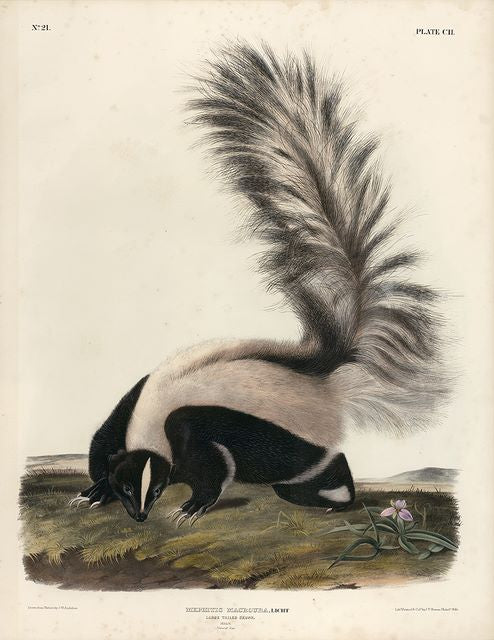 Original Imperial Large-tailed Skunk, plate 102