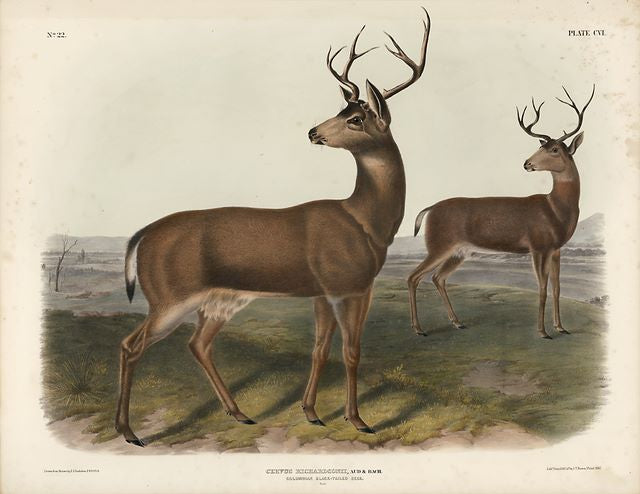 Original Imperial Colombian Black-tailed Deer, plate 106