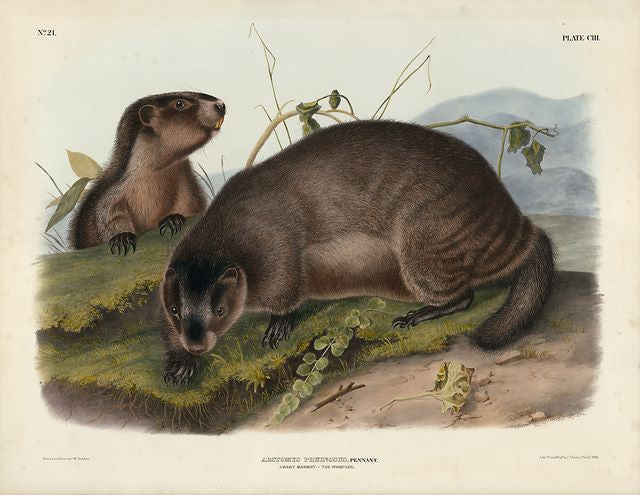 Original Imperial Hoary Marmot - The Whistler, plate 103
