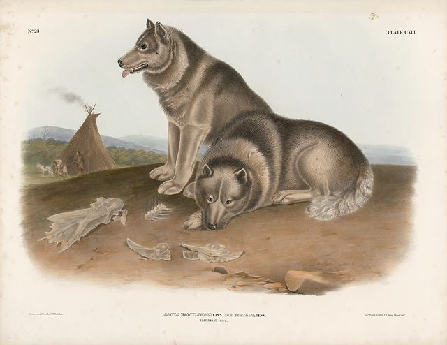 Original Imperial Esqimaux Dog, plate 113