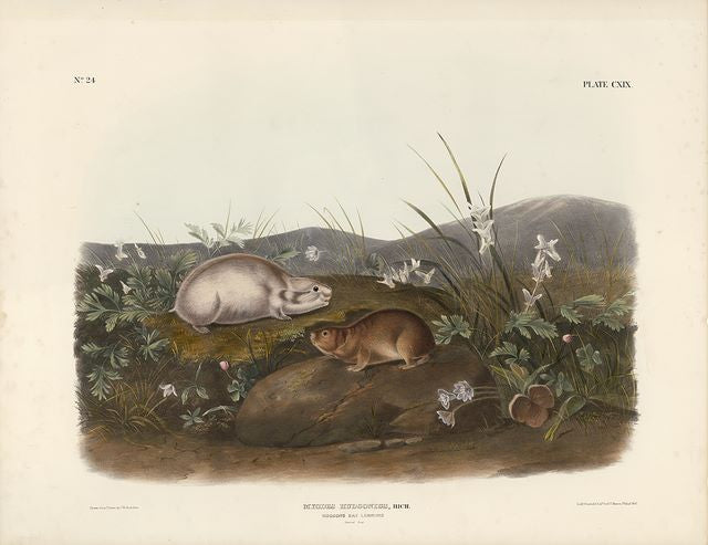 Original Imperial Hudson's Bay Lemming, plate 119