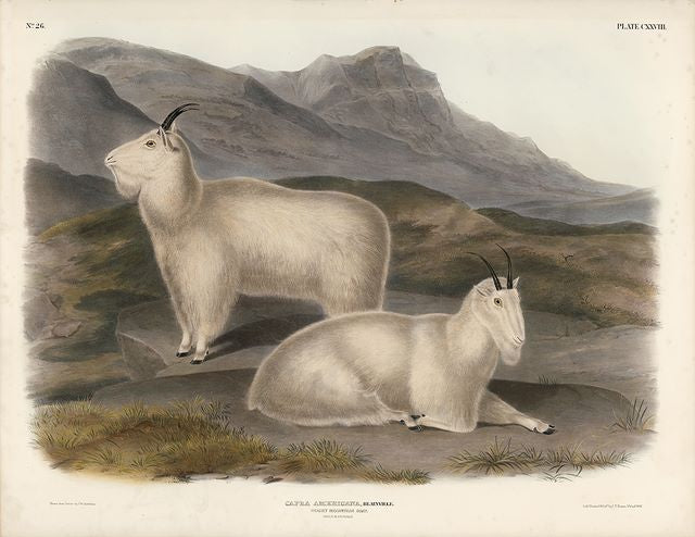 Original Imperial Rocky Mountain Goat, plate 128
