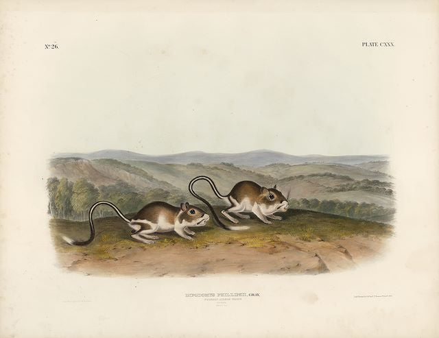Original Imperial Pouched Jerboa Mouse, plate 130