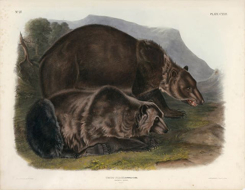 Original Imperial Grizzly Bear, plate 131.
