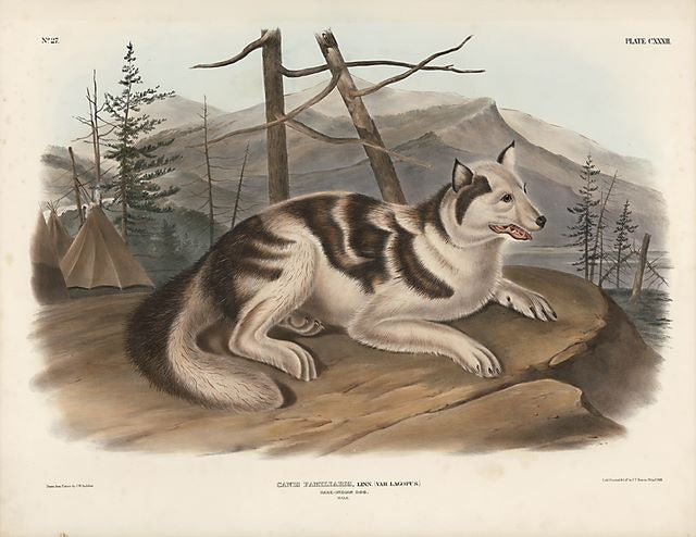 Original Imperial Indian Hare Dog, plate 132