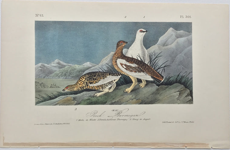 Original Audubon Octavo Rock Ptarmigan, plate 301