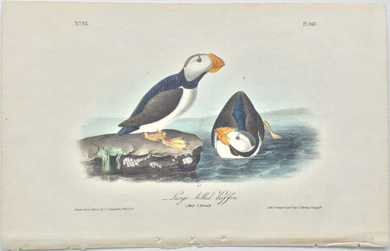 Original Audubon Octavo Large-billed Puffin, plate 463