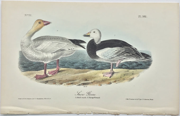 Original Audubon Octavo Snow Goose, plate 381