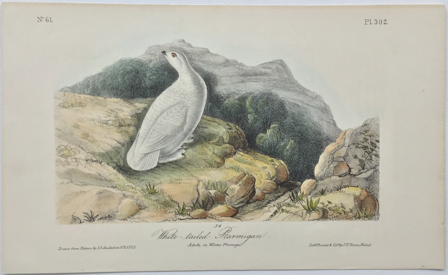 Original Audubon Octavo White-tailed Ptarmigan, plate 302