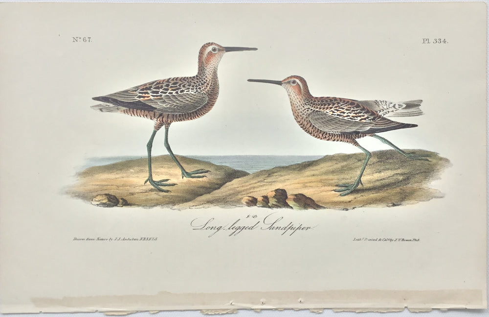 Original Audubon Octavo Long-legged Sandpiper, plate 334