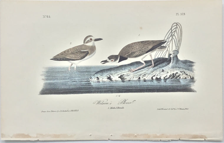 Original Audubon Octavo Wilson's Plover, plate 319
