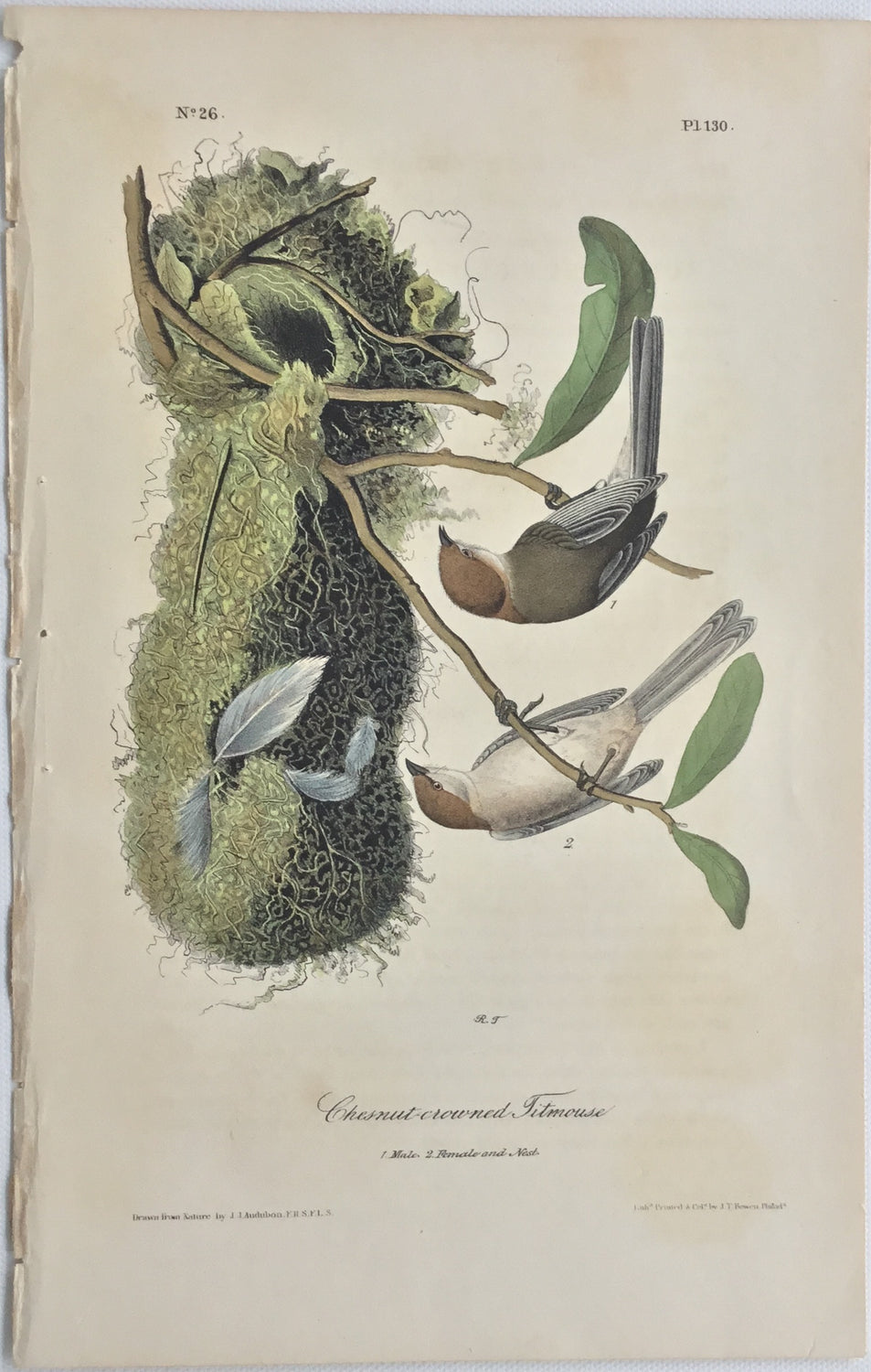 Original Audubon Octavo Chestnut-crowned Titmouse, plate 130