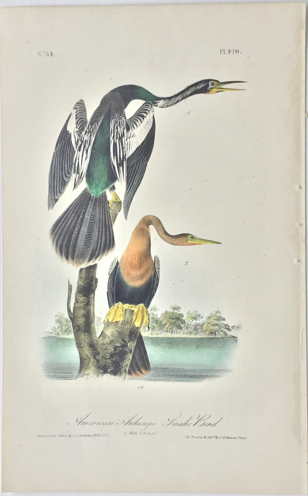 Original Audubon Octavo American Anhinga or Snake Bird, plate 420