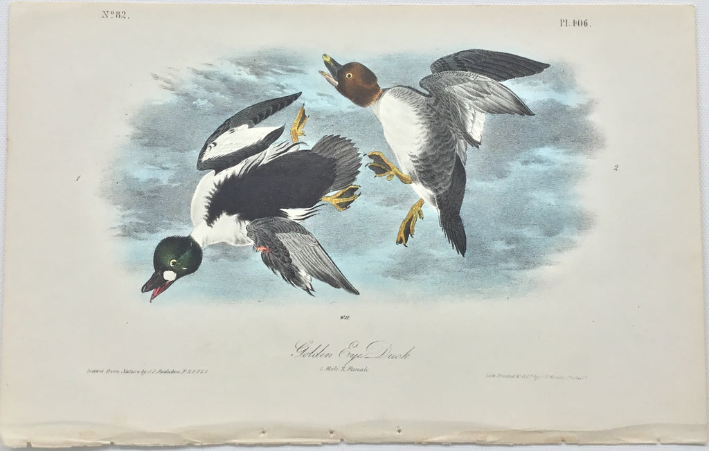 Original Audubon Octavo Golden Eye Duck, plate 406