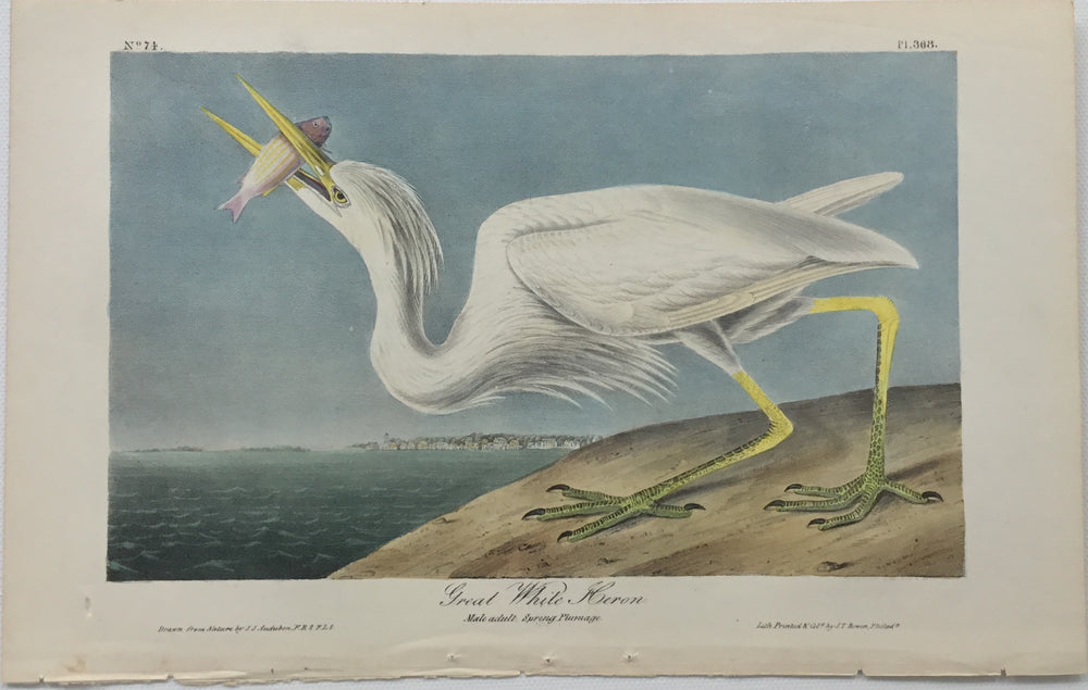 Original Audubon Octavo Great White Egret