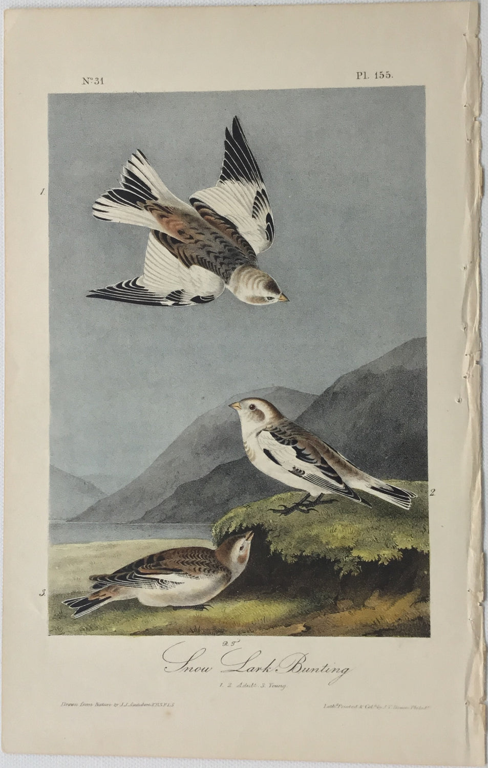 Original Audubon Octavo Snow Lark Bunting, plate 155