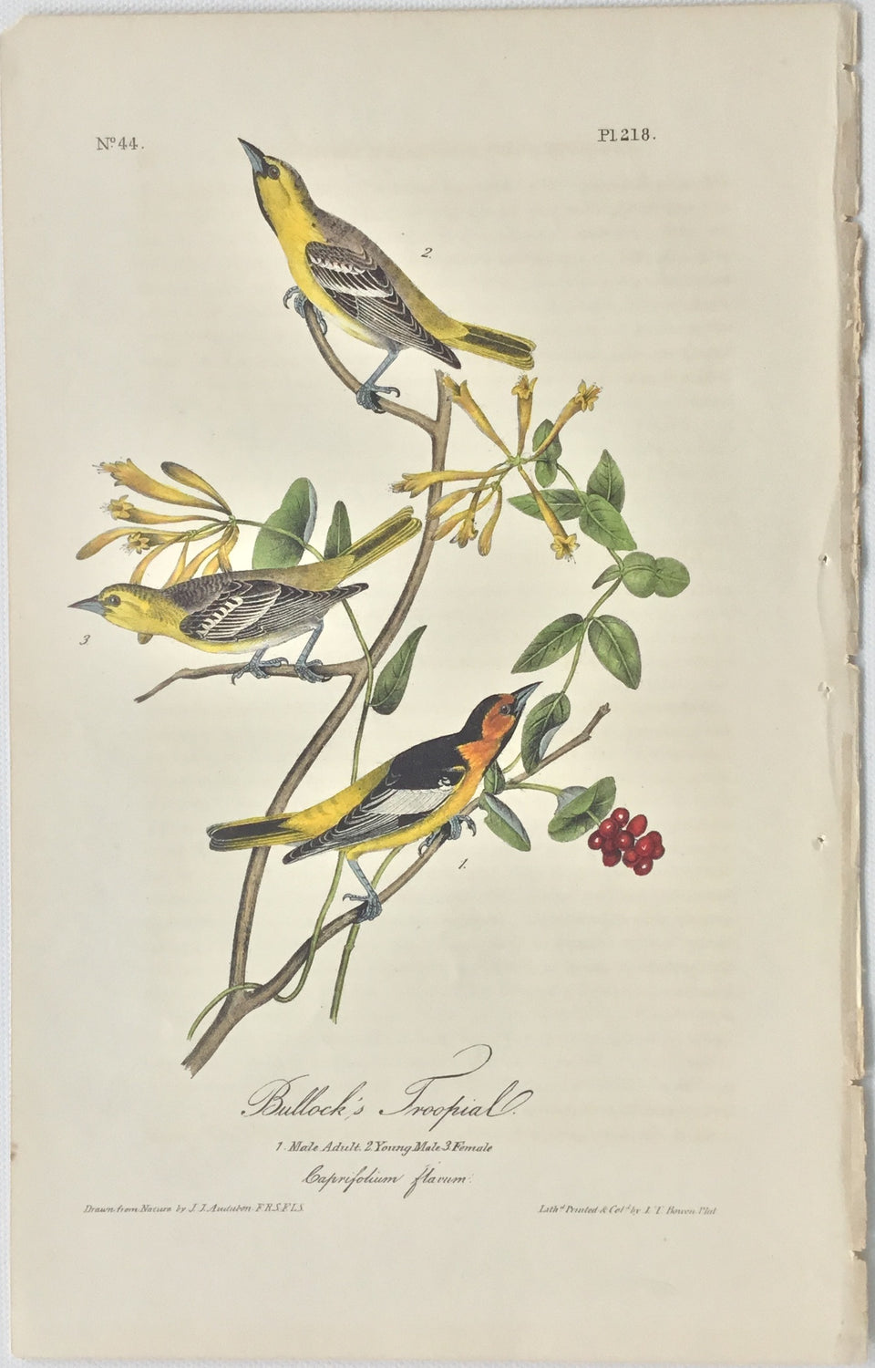 Original Audubon Octavo Bullick's Troupials, plate 218