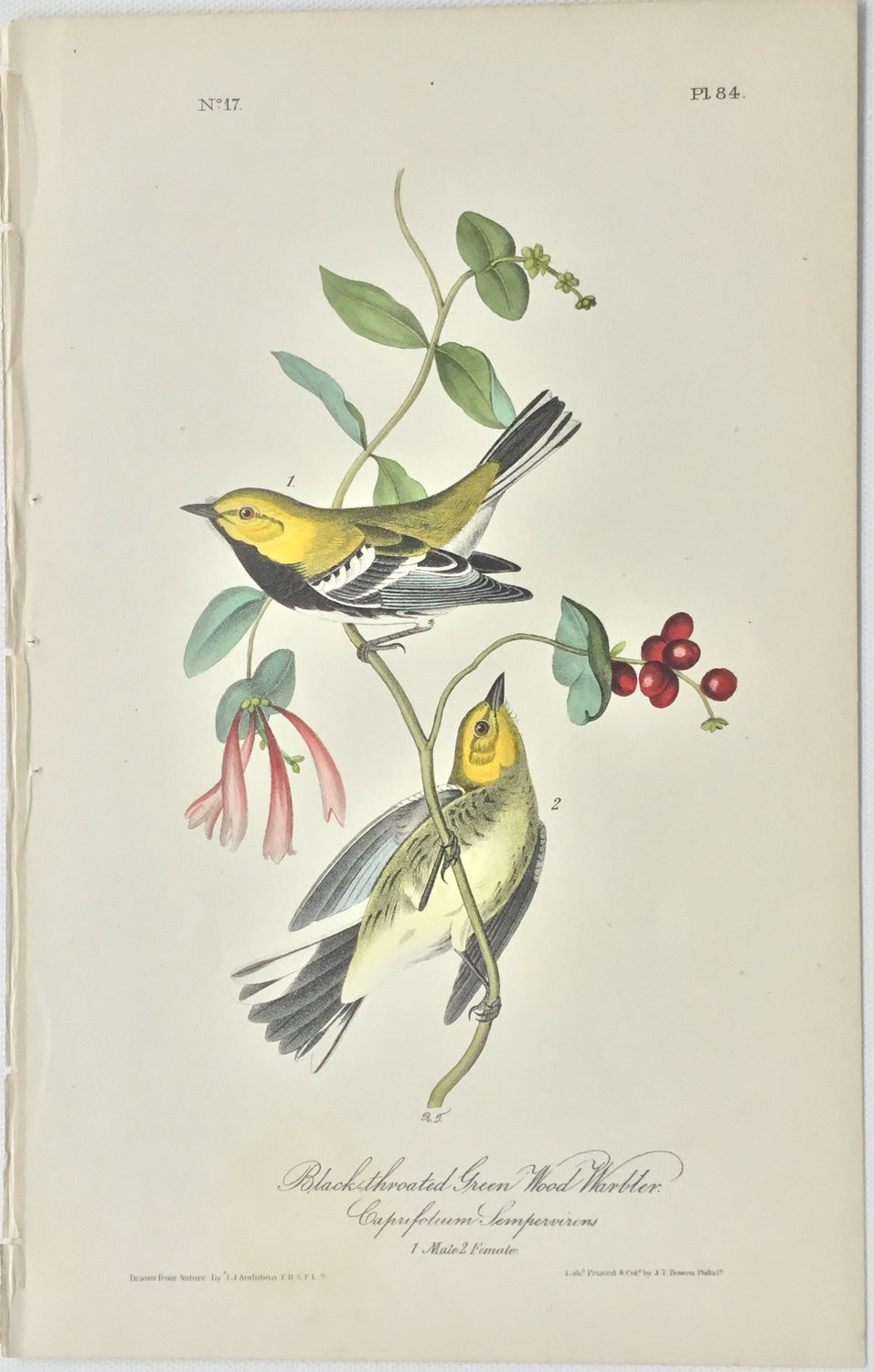 Original Audubon Octavo Black-throated Green Wood Warbler, plate 84