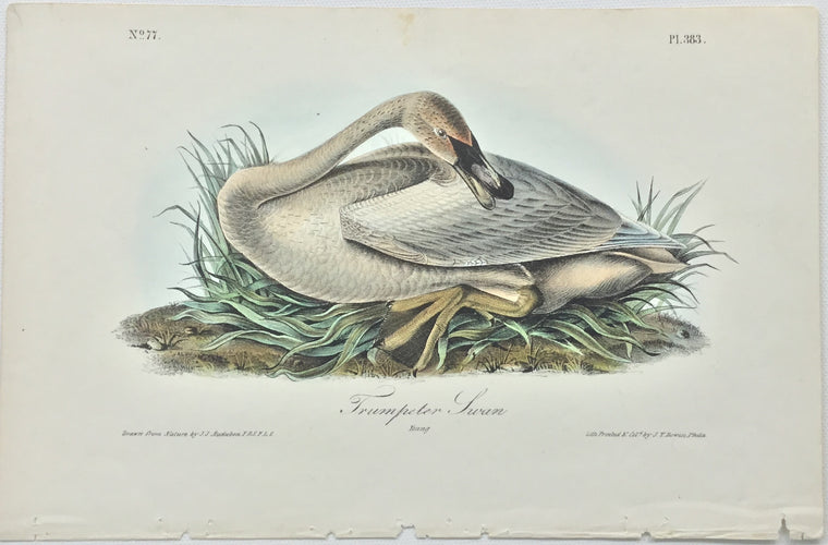 Original Audubon Octavo Trumpeter Swan, plate 383