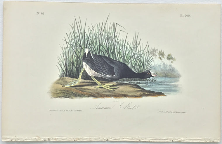 Original Audubon Octavo American Coot, plate 305