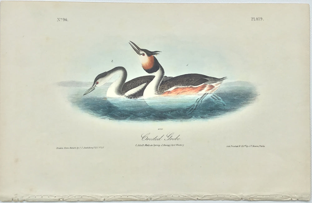 Original Audubon Octavo Crested Grebe, plate 479