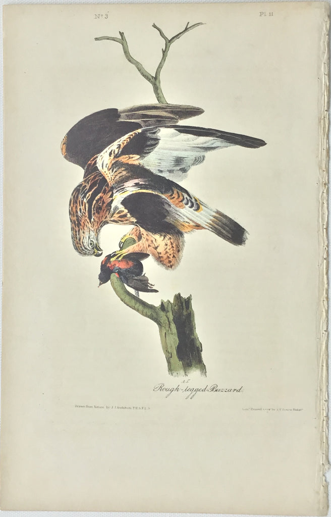 Original Audubon Octavo Rough-legged Buzzard, plate 11