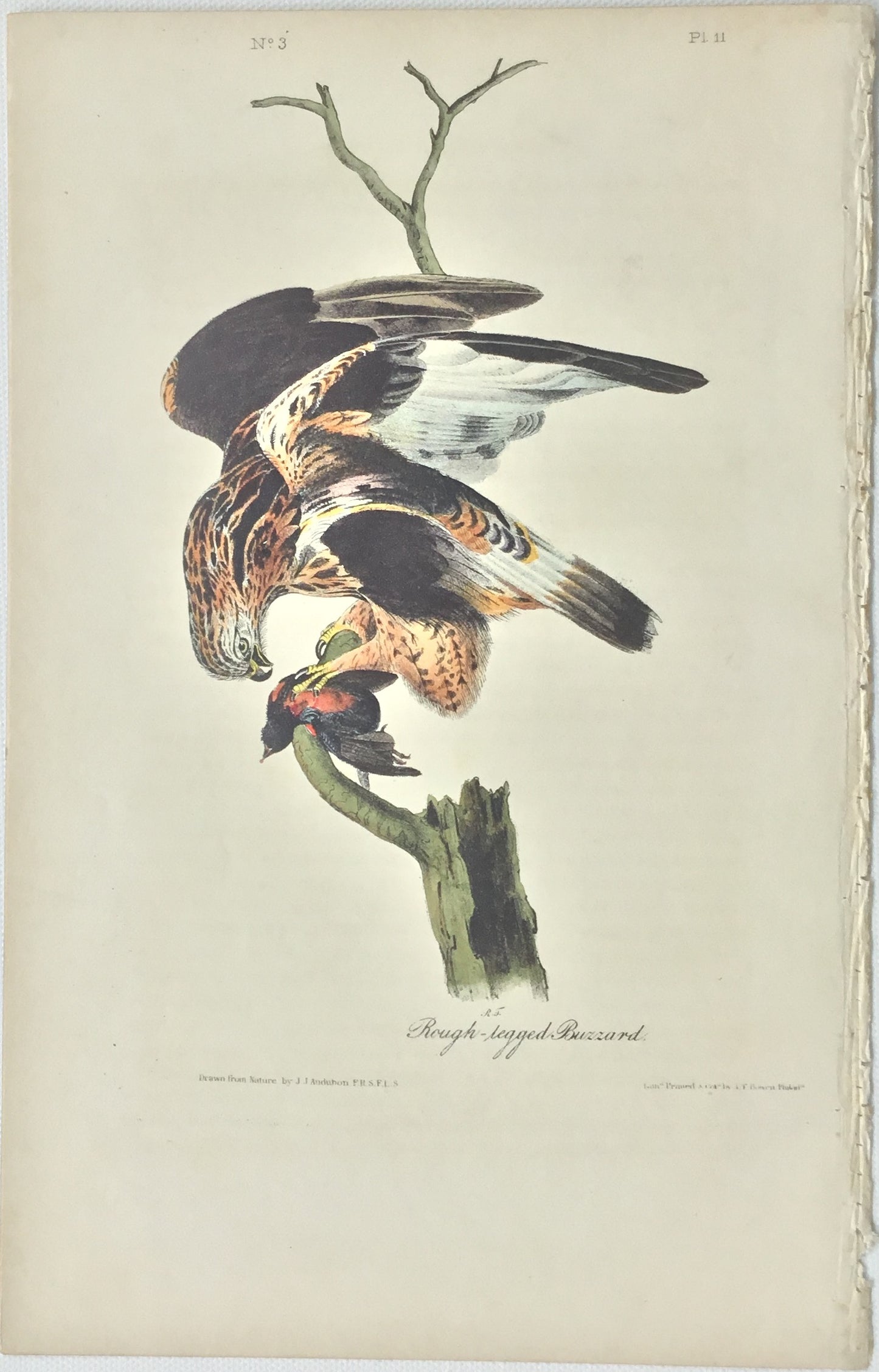 The Making of Audubon's 1st Royal Octavo Edition