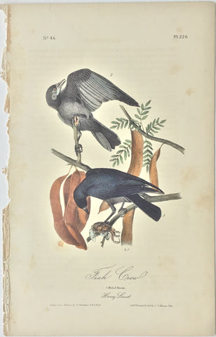 Original Audubon Octavo Fish Crow, plate 226