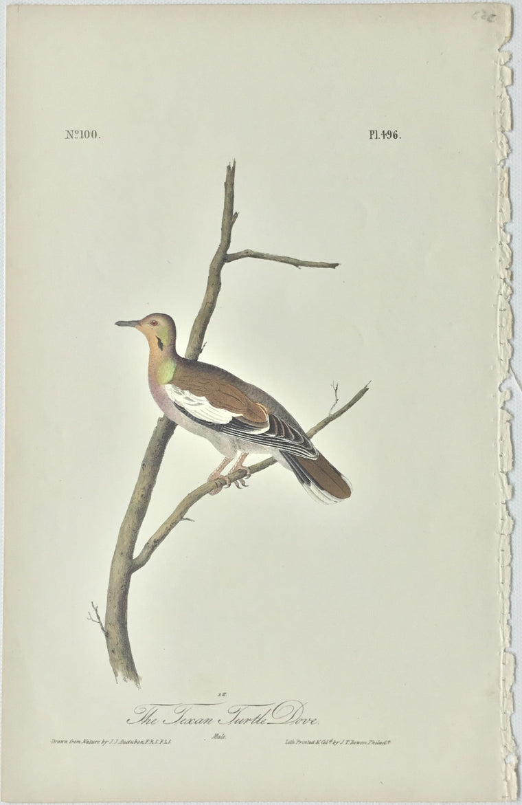 Original Audubon Octavo Texan Turtle Dove, plate 496