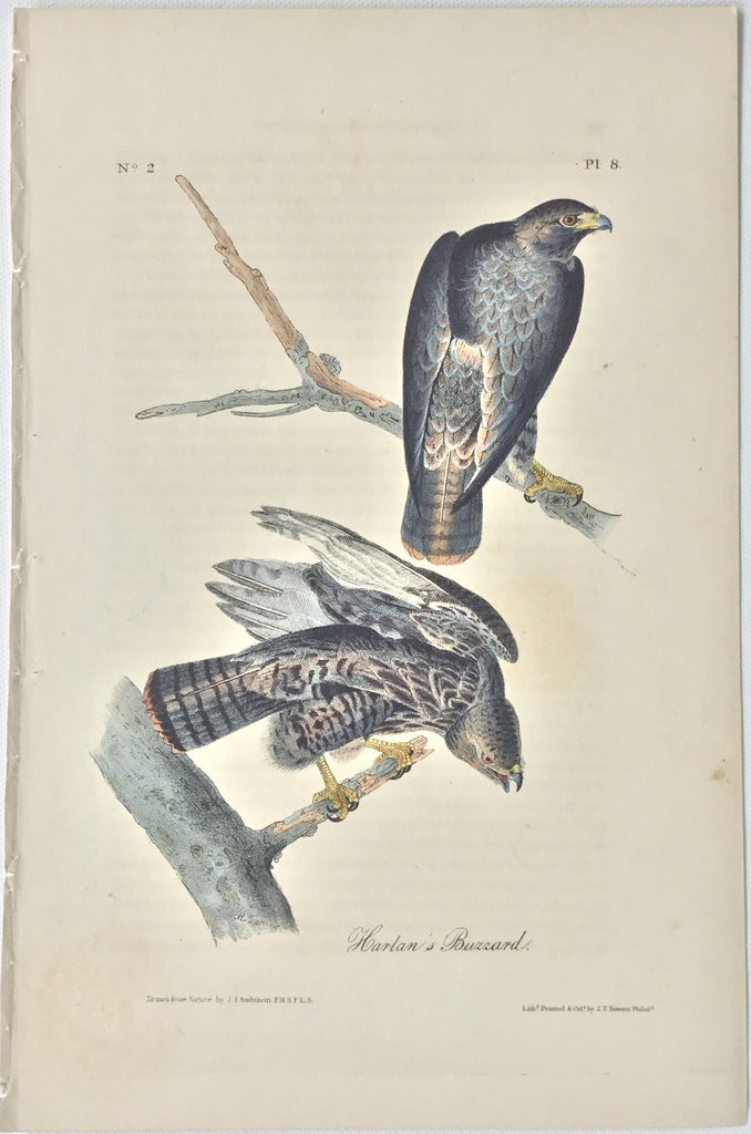 Original Audubon Octavo Harlan's Buzzard, plate 8