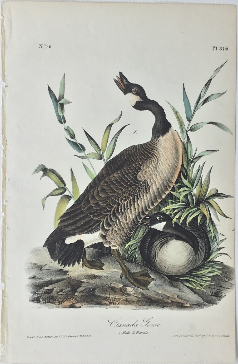 Original Audubon Octavo Canada Goose, plate 376