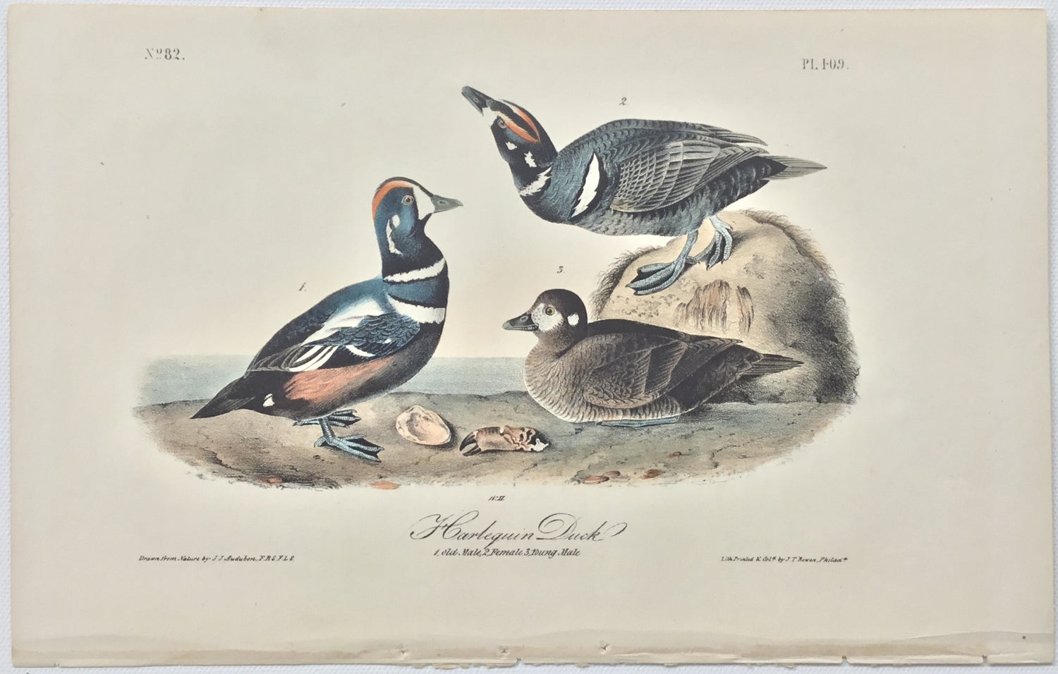 Original Audubon Octavo Harlequin Duck, plate 409