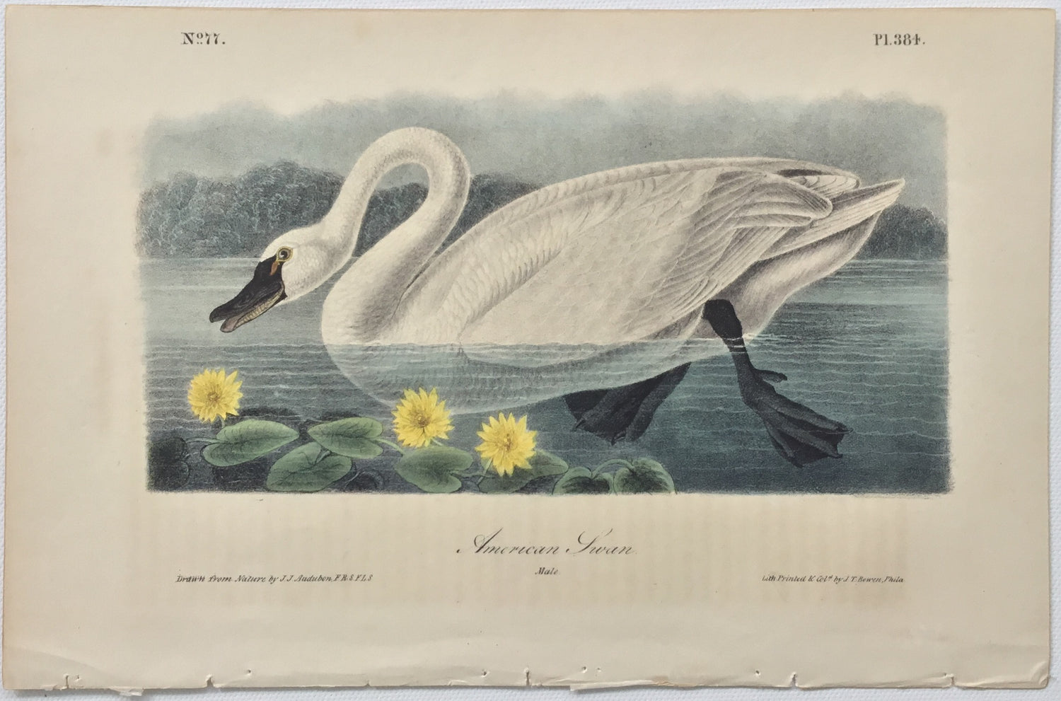 Original Audubon Octavo American Swan, plate 384
