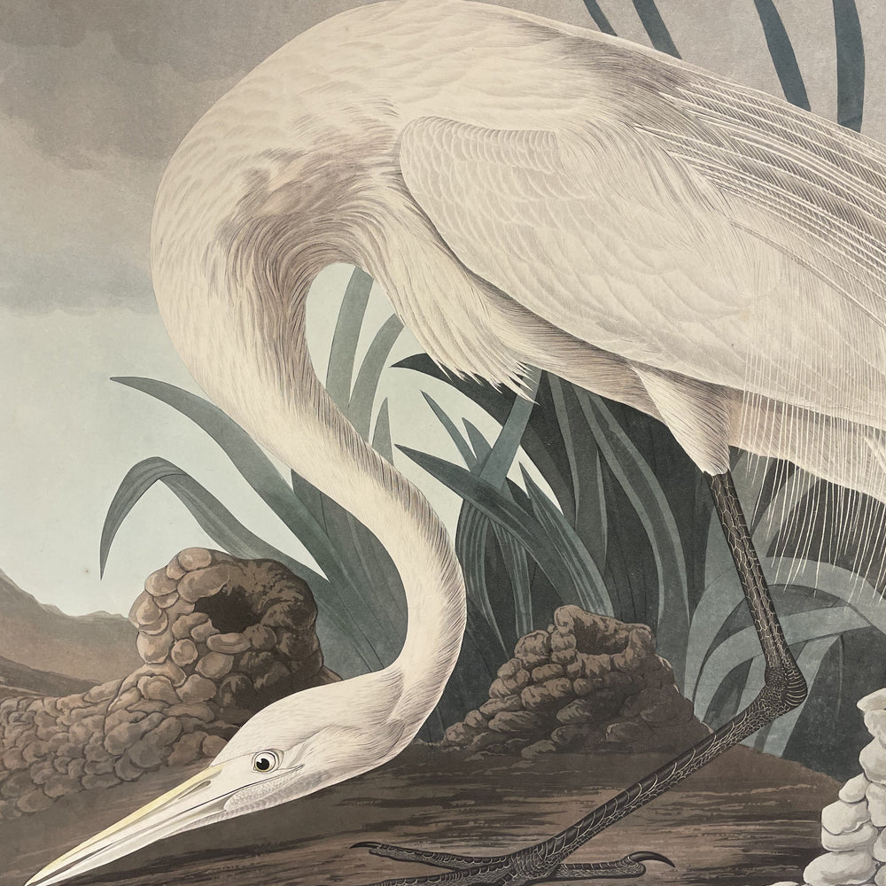 
                  
                    Original Audubon Havell White Heron
                  
                