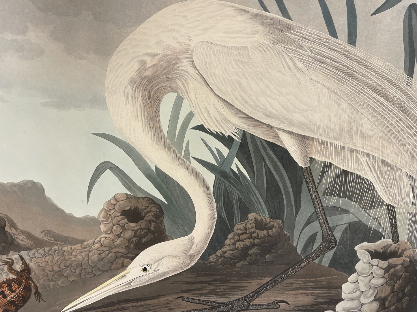 
                  
                    Original Audubon Havell White Heron
                  
                