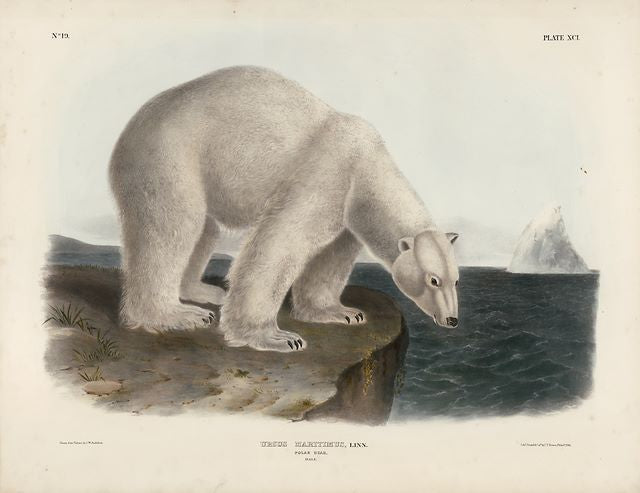Original Imperial Polar Bear, plate 91 SOLD