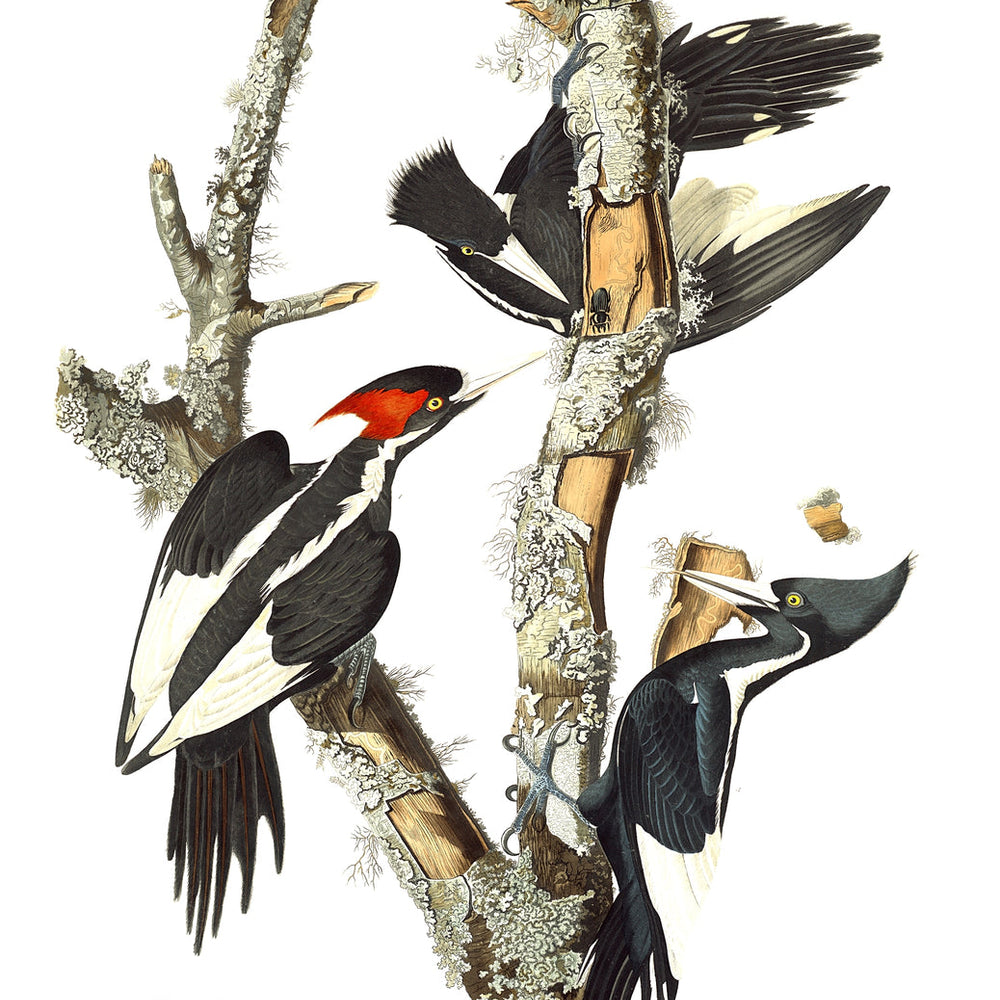 
                  
                    Birds of a Feather Collection - Pileated and Ivory-billed Woodpeckers
                  
                